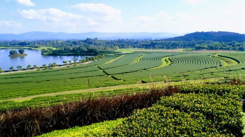 Singha Park Chiang Rai rolling green tea plantation hills with flower fields and mountain backdrop northern Thailand
