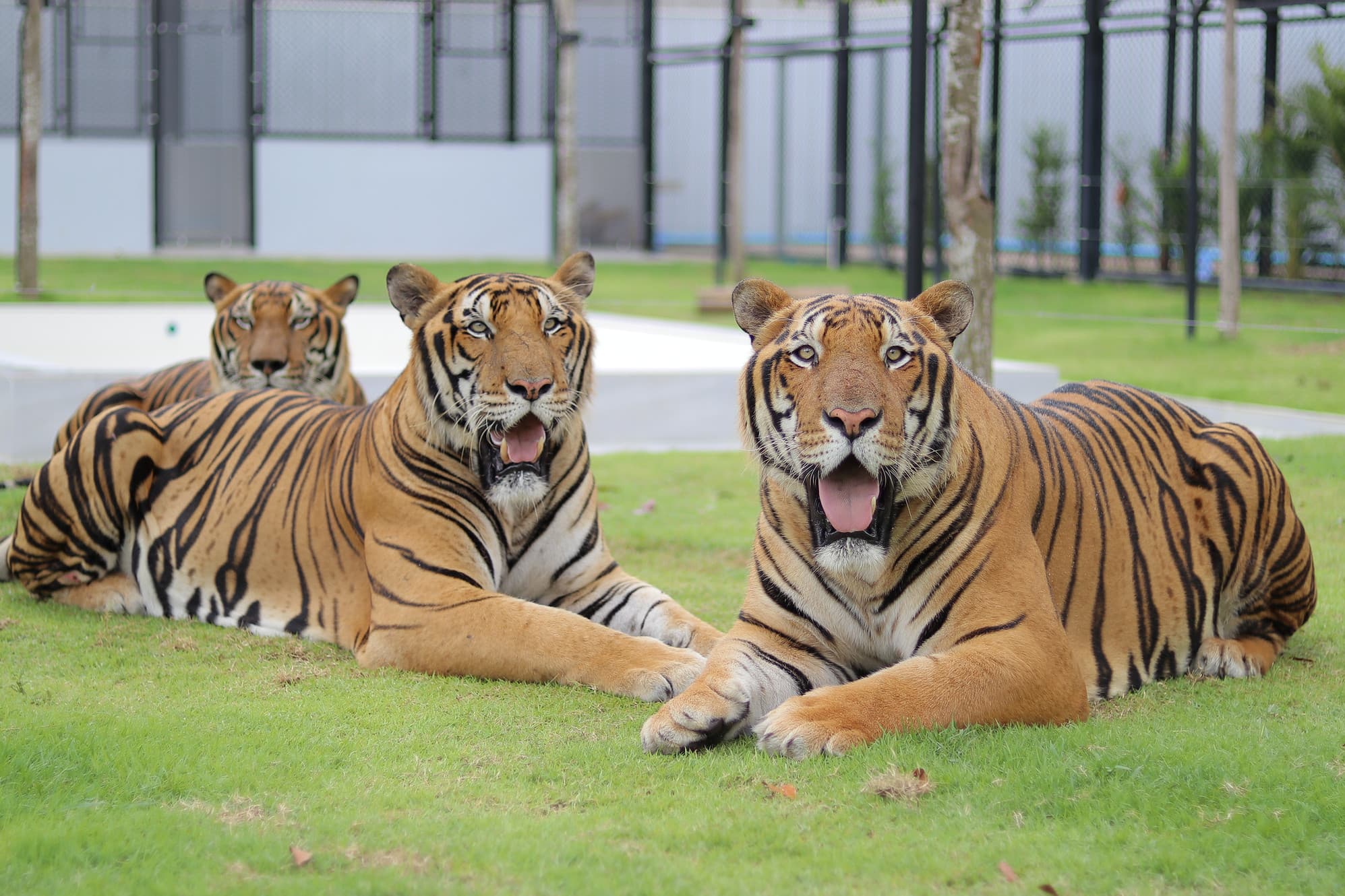 Elephant camp Damnoen Saduak Ratchaburi Thailand