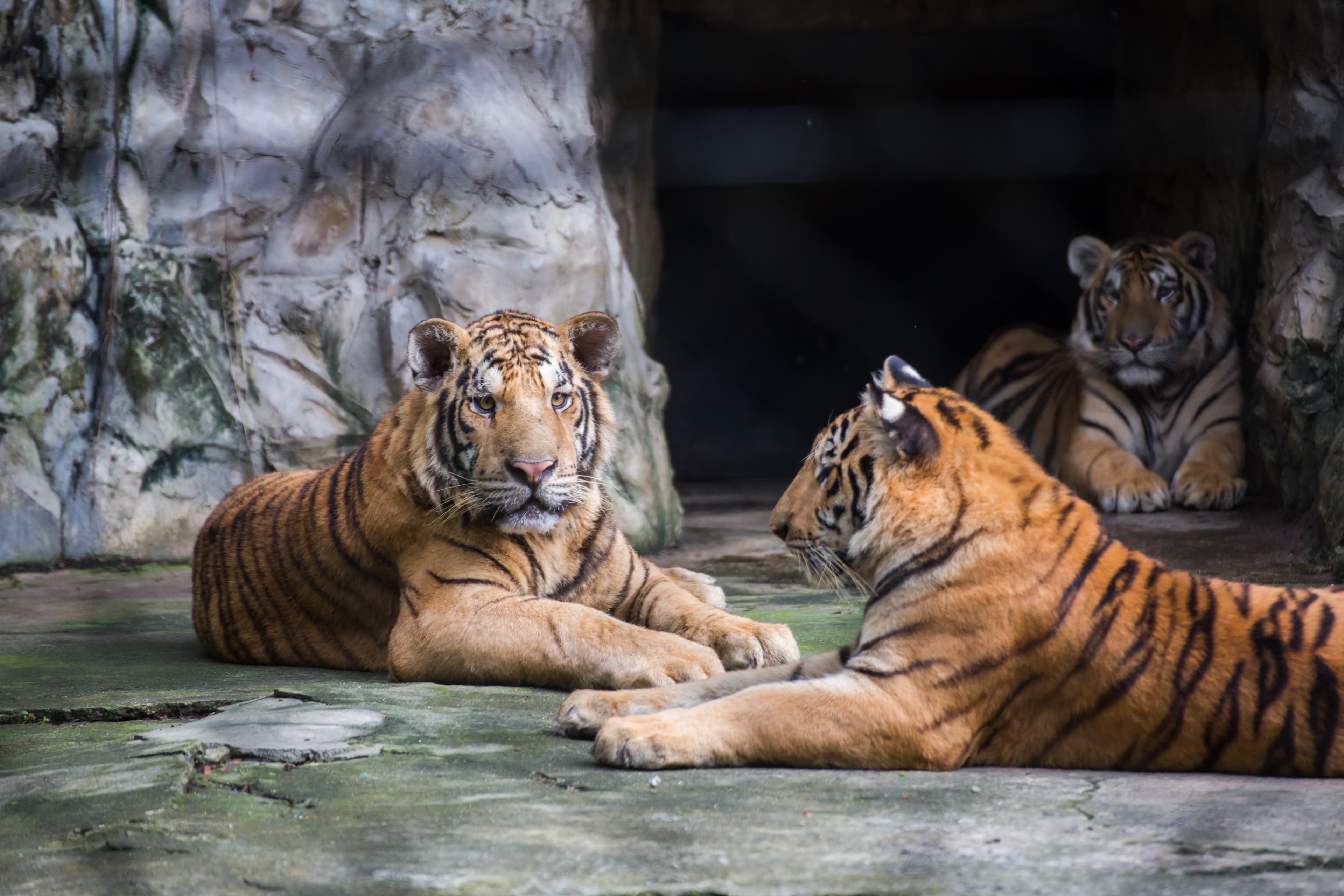 Tiger Safari World Bangkok Marine Park