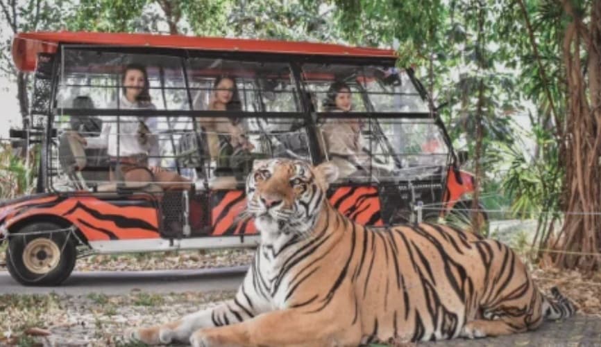 Forest Safari electric car ride at Tiger Park Pattaya with tigers in outdoor territory