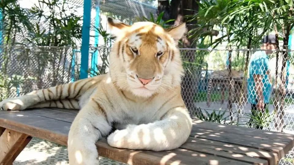Golden Tabby tiger at Tiger Park Pattaya rare tiger variety golden white coat
