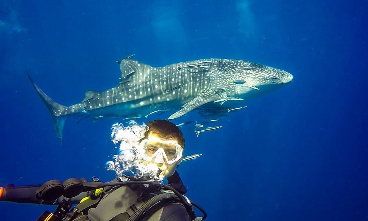 Scuba diving among reef fish and coral at Koh Sak Koh Krok near Pattaya
