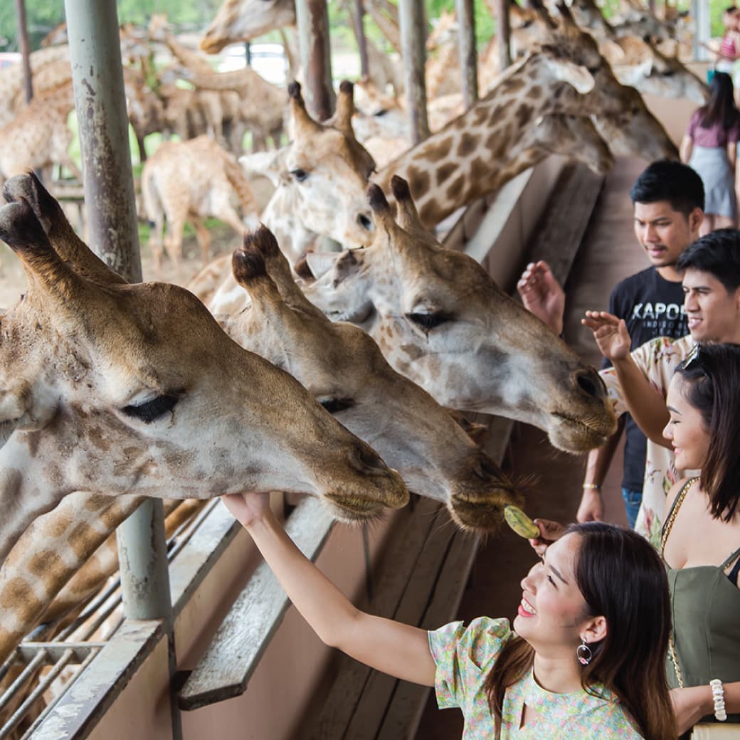Safari World Bangkok — giraffe approaching private van window in open Safari Zone