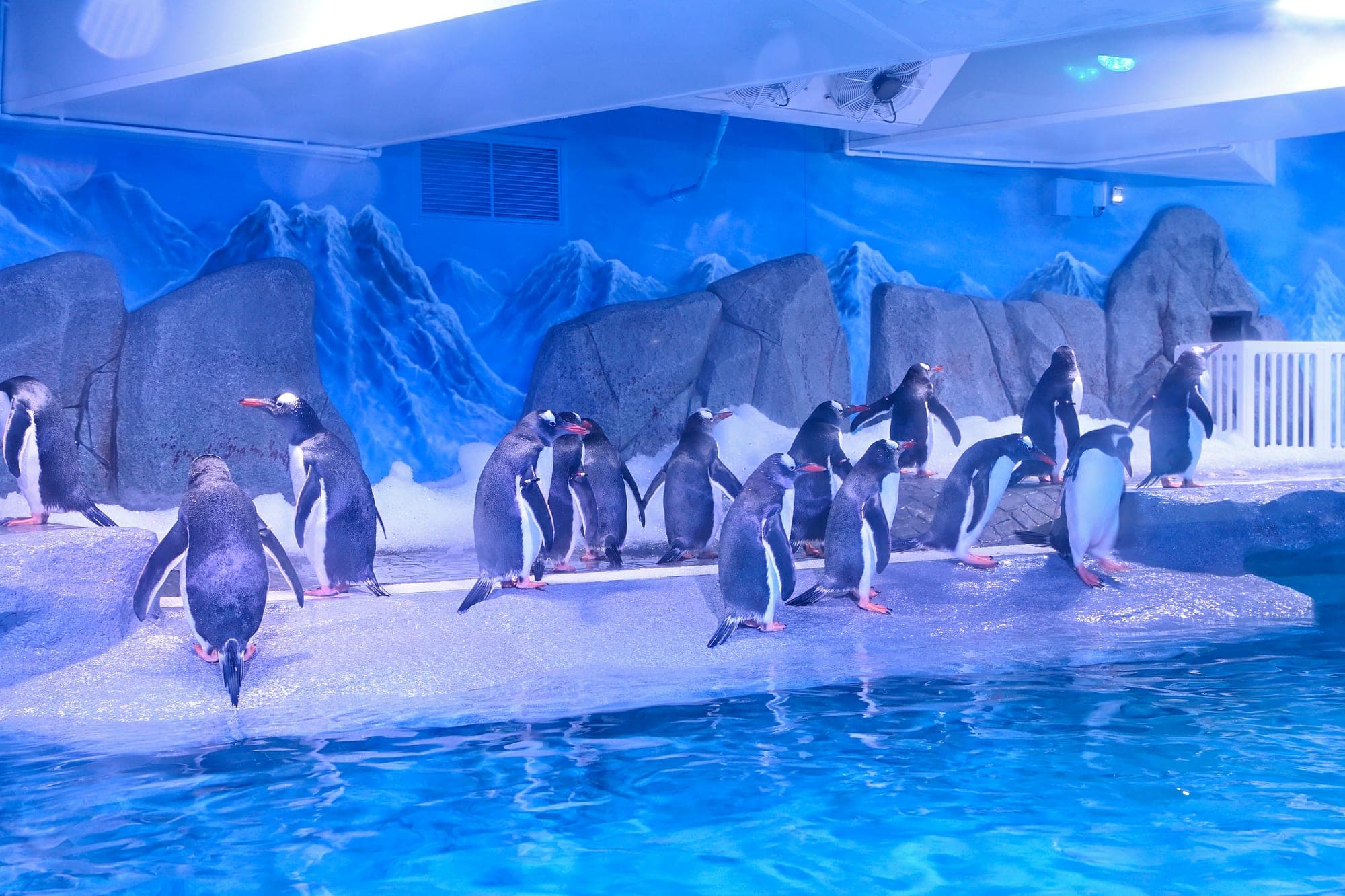 SEA LIFE Bangkok Penguin Ice Playground — Gentoo penguins on ice rocks during keeper feeding show at Siam Paragon Bangkok Thailand
