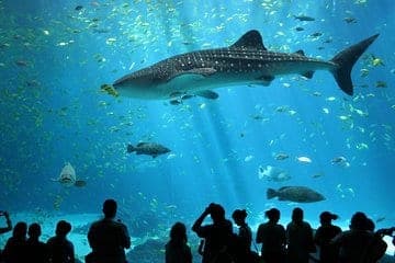 SEA LIFE Bangkok Shark Walk — child standing on transparent acrylic floor above sharks swimming below at Siam Paragon Bangkok Thailand