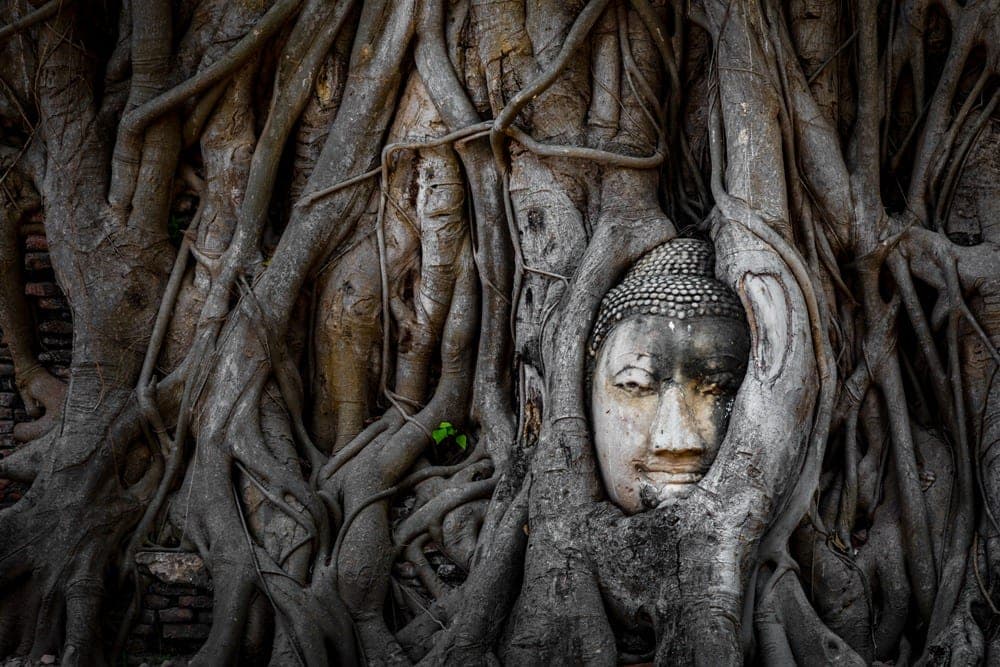 Buddha head entwined in banyan tree roots Wat Mahathat Ayutthaya Thailand