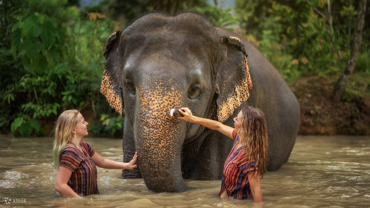 Elephants walking freely at Elephant Jungle Sanctuary near Chonburi between Bangkok and Pattaya — ethical no-riding experience