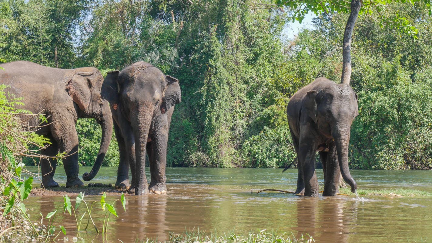 Visitor feeding rescued elephant by hand at ethical sanctuary 40 kilometres north of Chiang Mai Thailand 2026