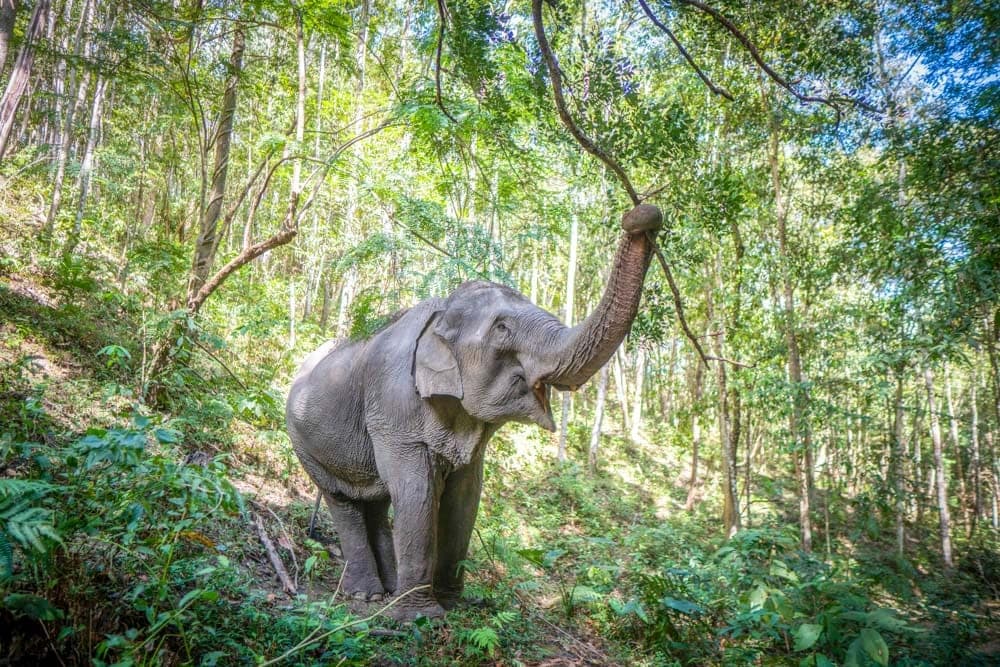 Three rescued Asian elephants walking freely through jungle terrain at ethical sanctuary north of Chiang Mai Thailand 2026