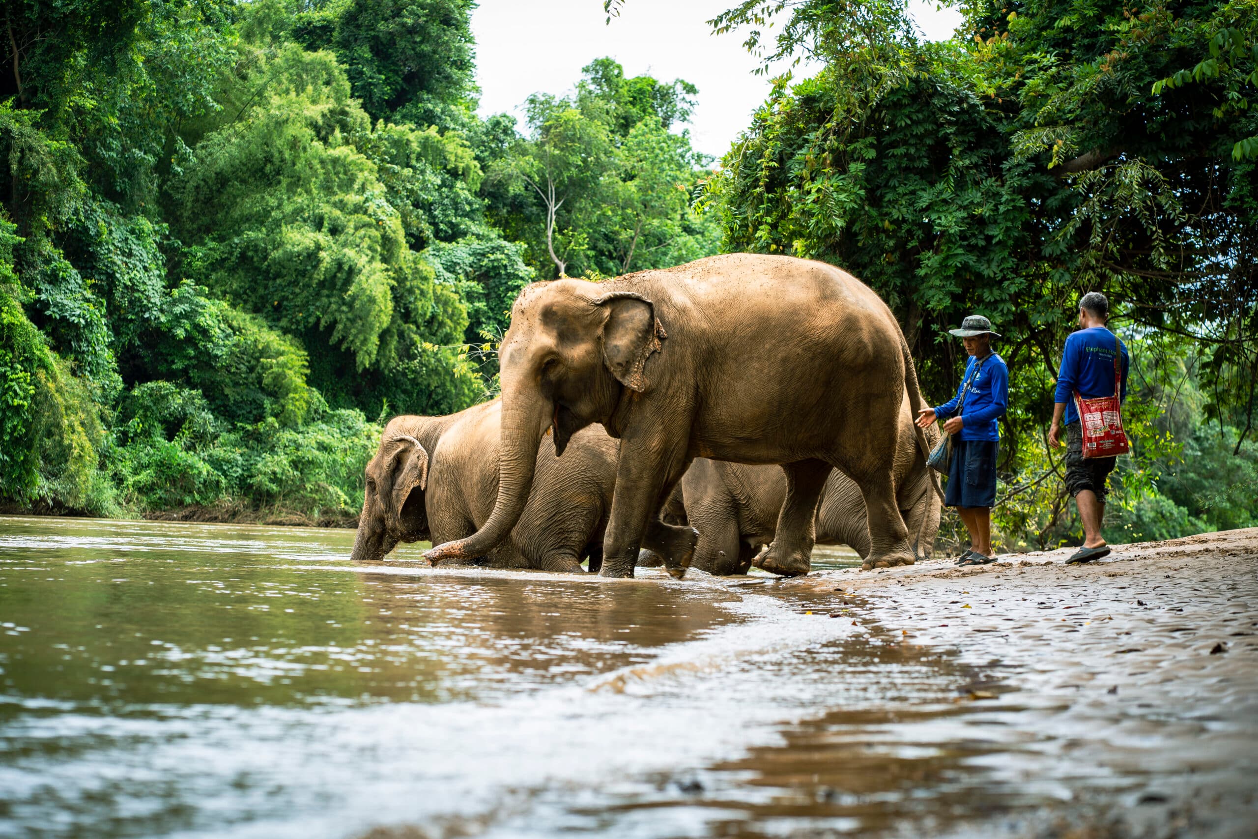 Sai Yok Elephant Park elephant bathing River Kwai Kanchanaburi Thailand ethical sanctuary
