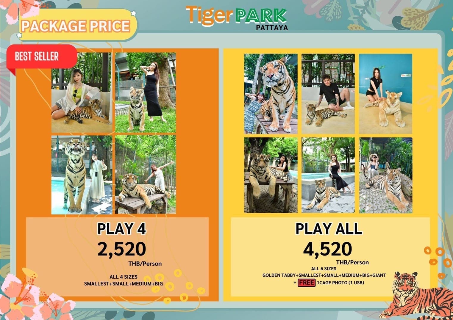 Close tiger encounter with trainer supervision at Tiger Park Pattaya