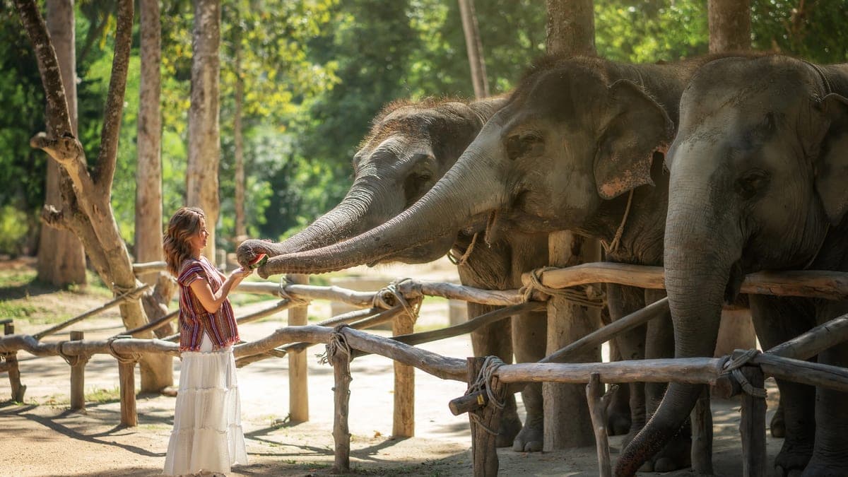 Visitors hand-feeding rescued elephants at an ethical no-riding elephant sanctuary in Phuket, Thailand