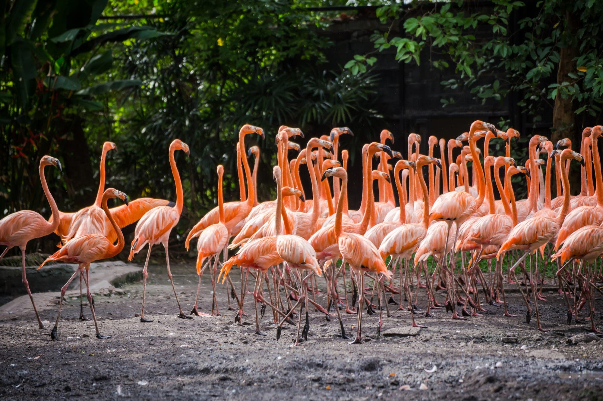 حديقة الفلامنغو داخل Marine Park بسفاري وورلد بانكوك