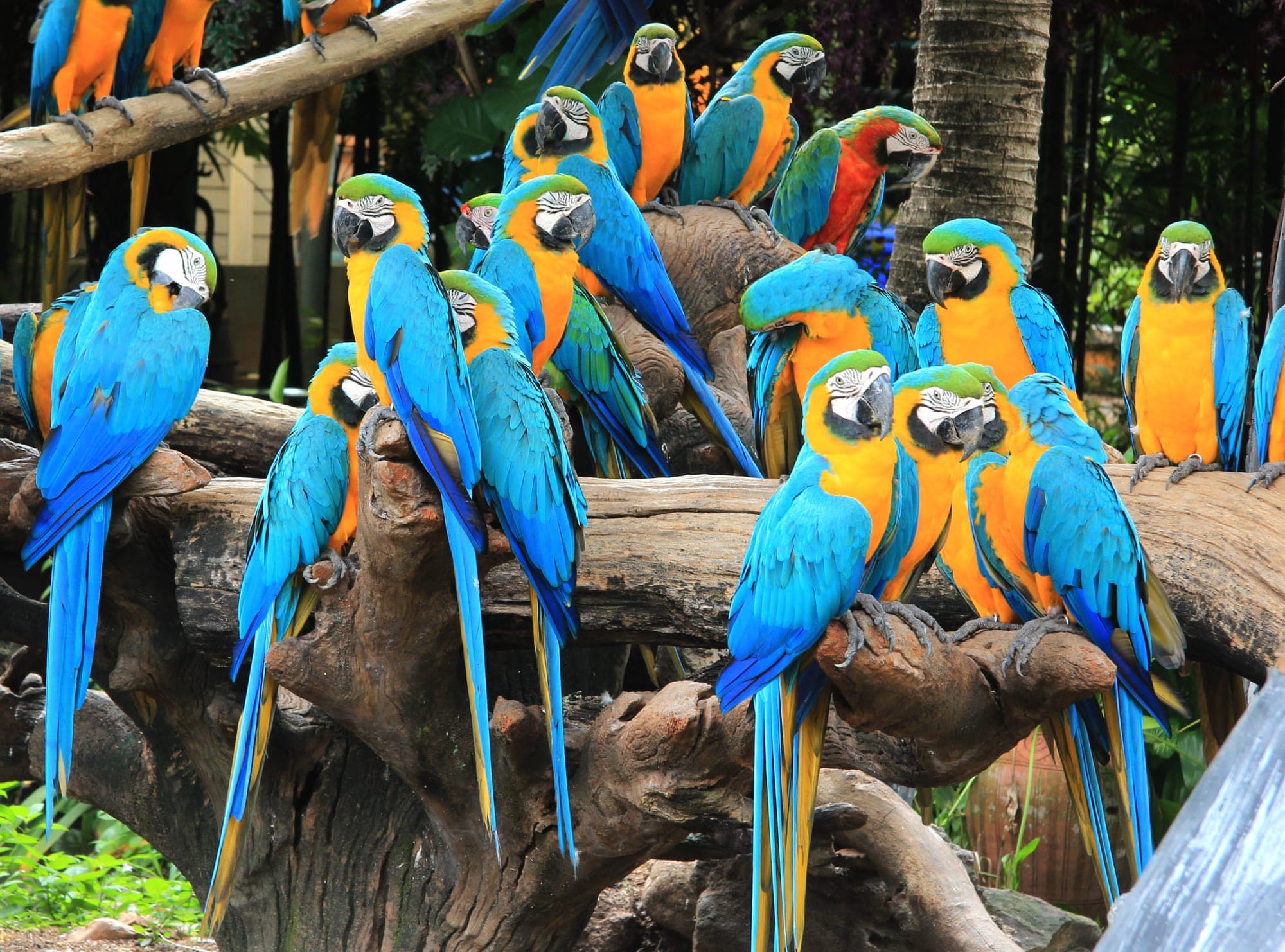 ببغاوات المكاو الملونة في Macaw Land بسفاري وورلد بانكوك