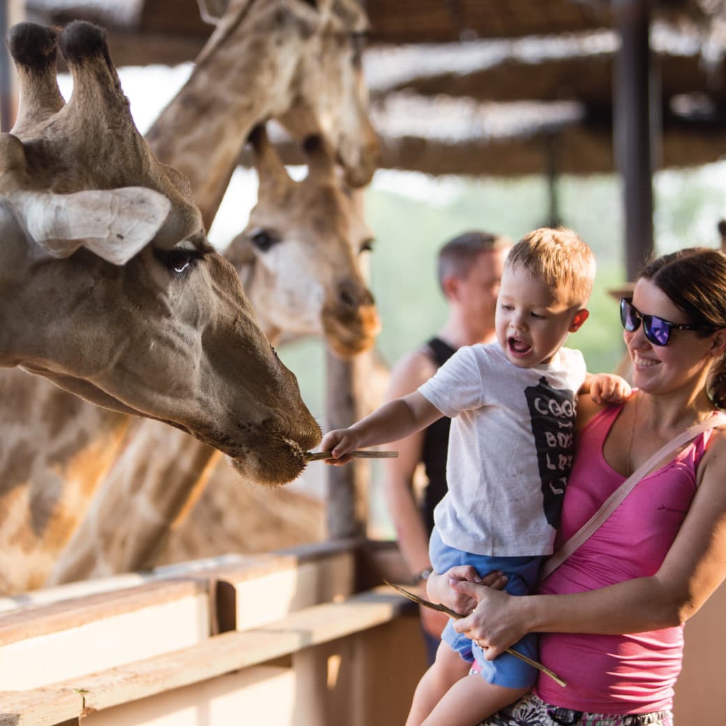 Giraffe feeding terrace Safari World Bangkok family children Indian visitors close up contact
