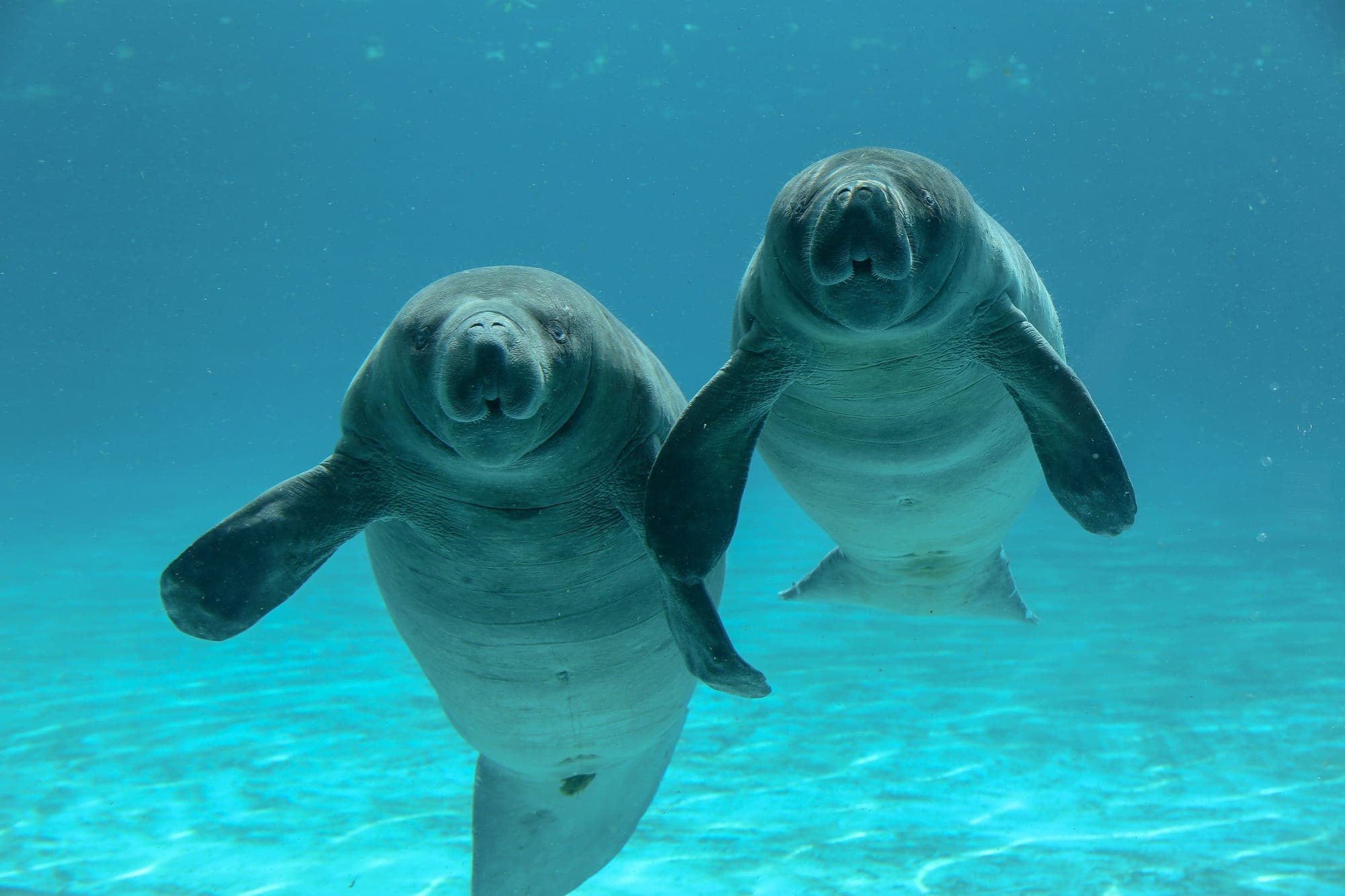 خروف البحر (المانَتي) في حوض Marine Park بسفاري وورلد بانكوك