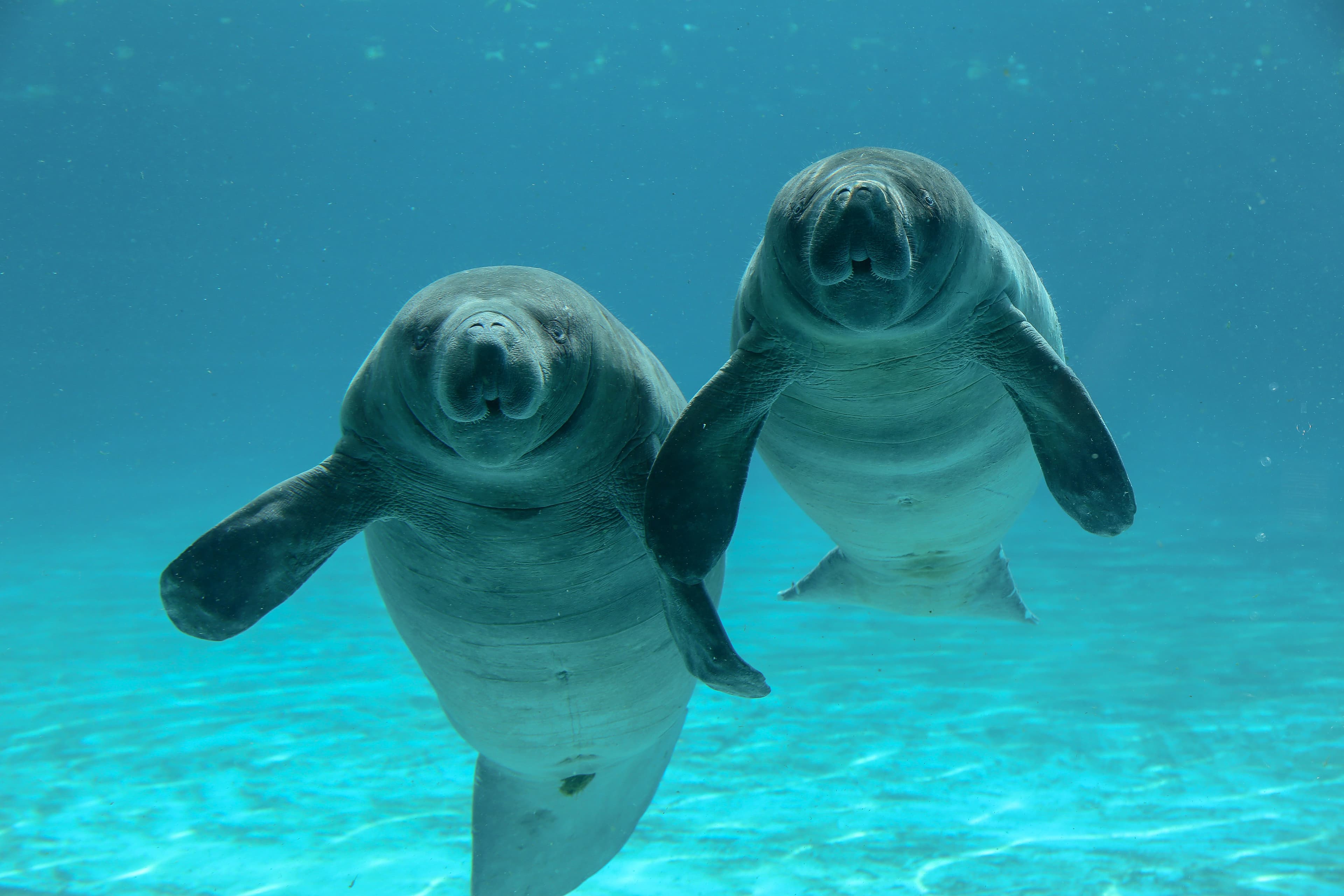 Manatee Safari World Bangkok Marine Park