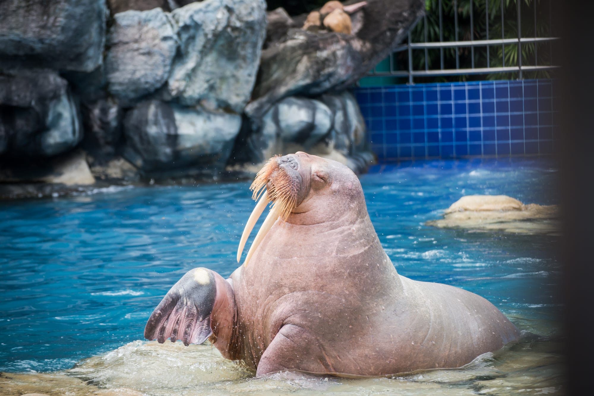 حوض الفظ (Walrus) في Marine Park بسفاري وورلد بانكوك