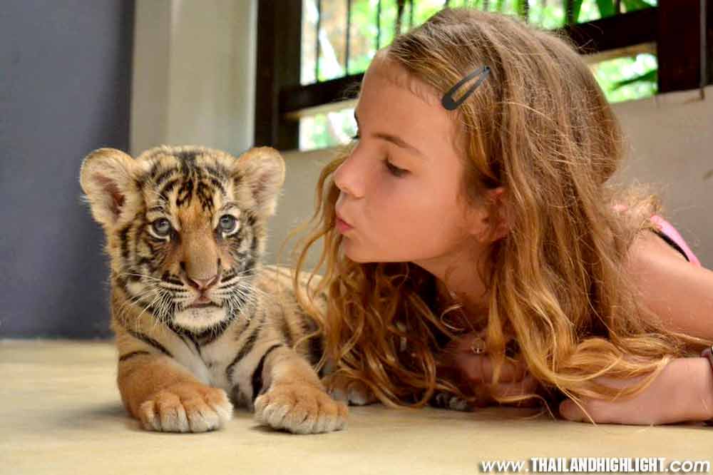 Child interacting with Smallest tiger cub at Tiger Park Pattaya Thailand