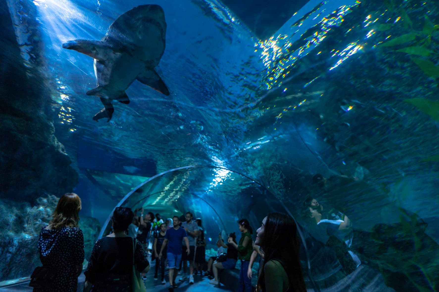 SEA LIFE Bangkok Ocean World underwater tunnel with sharks and eagle rays at Siam Paragon Bangkok Thailand
