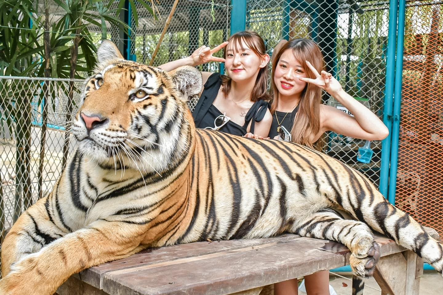 Golden Tabby tiger at Tiger Park Pattaya — one of fewer than 30 in the world