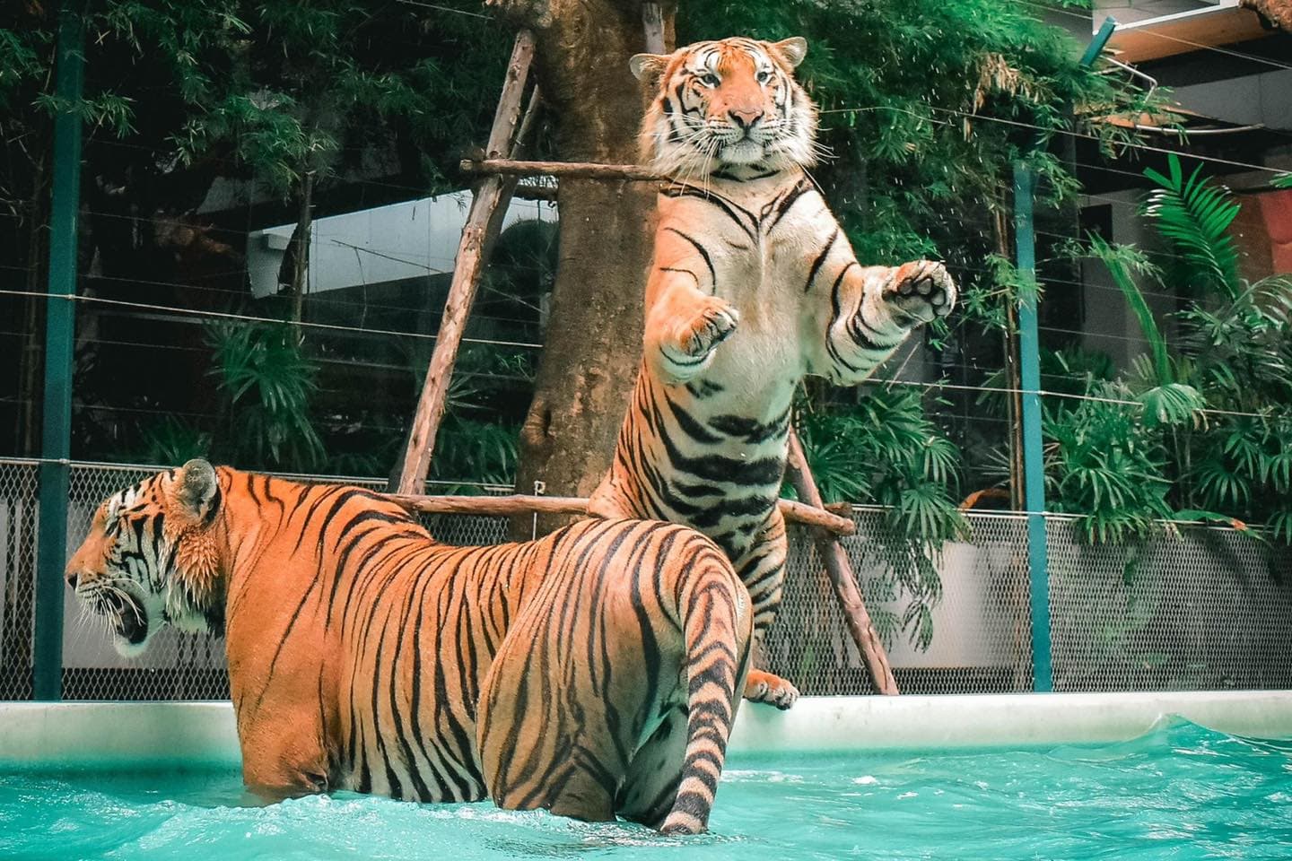 Big tiger interaction at Tiger Park Pattaya — adults 18+ and 160cm+