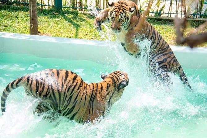 Forest Safari electric car ride at Tiger Park Pattaya — all ages, no height restriction
