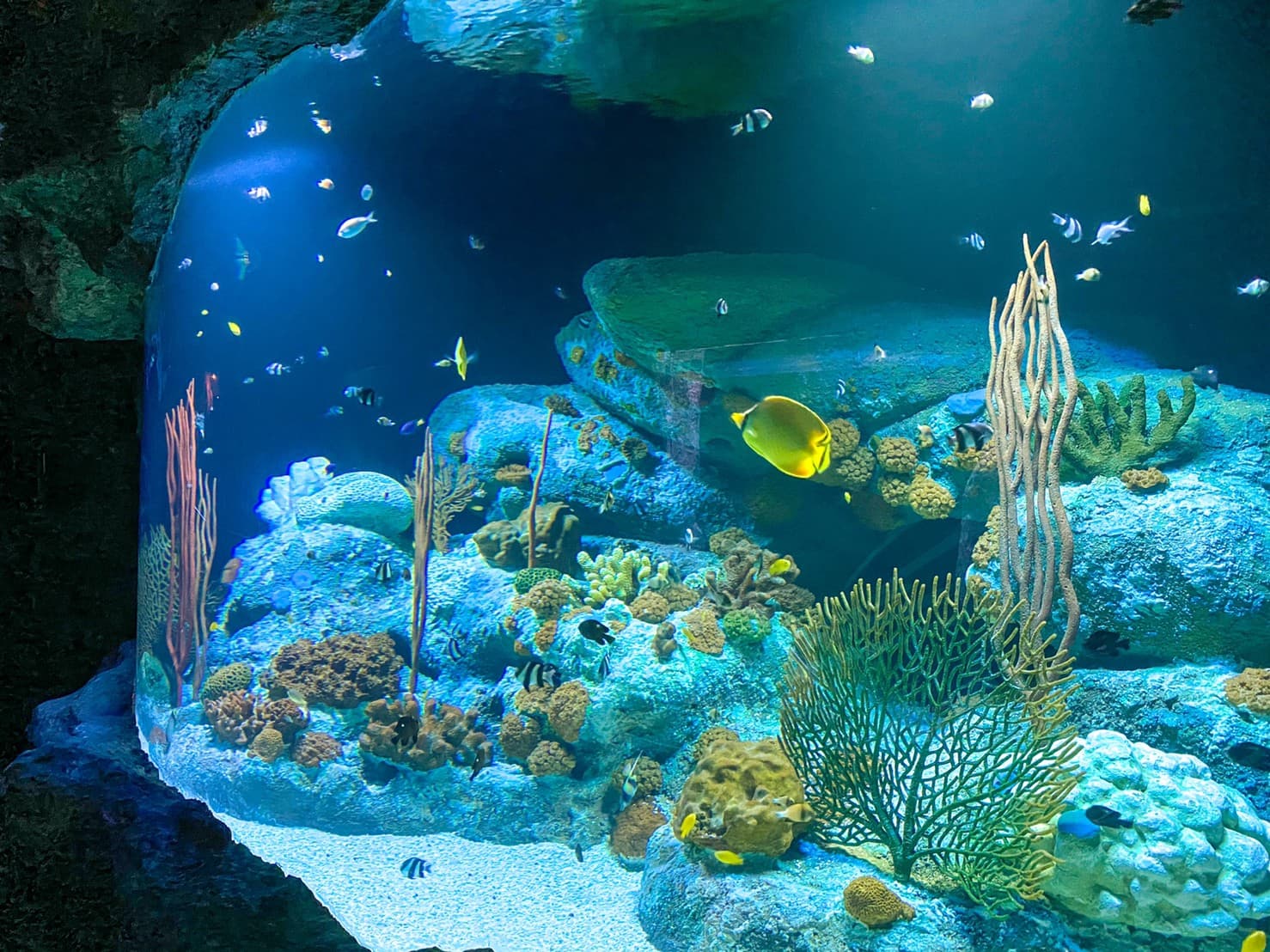 Underwater World Pattaya — the 105-metre acrylic shark tunnel with rays and reef fish overhead