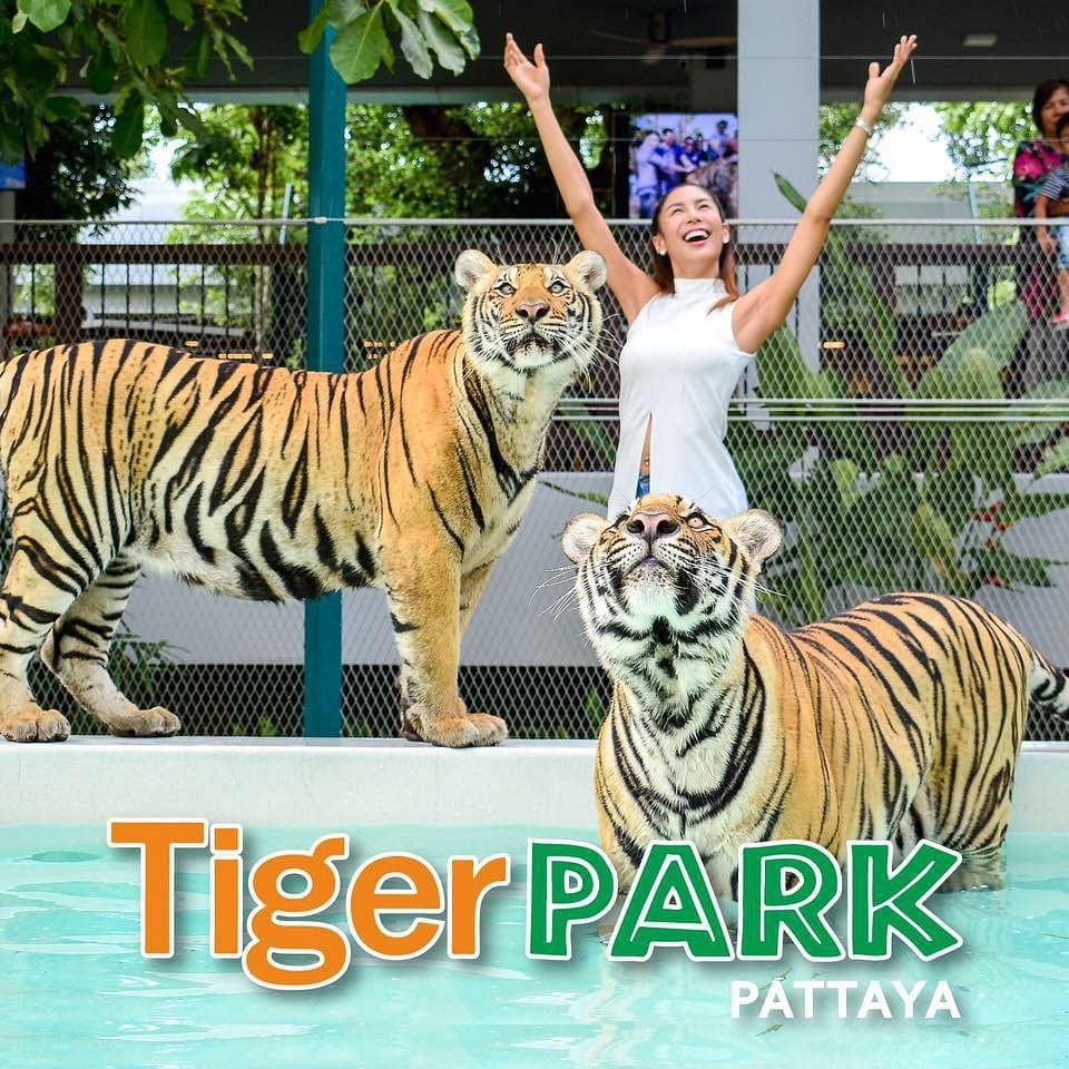 Tiger Park Pattaya — Bengal tiger enclosure interaction with trained handler