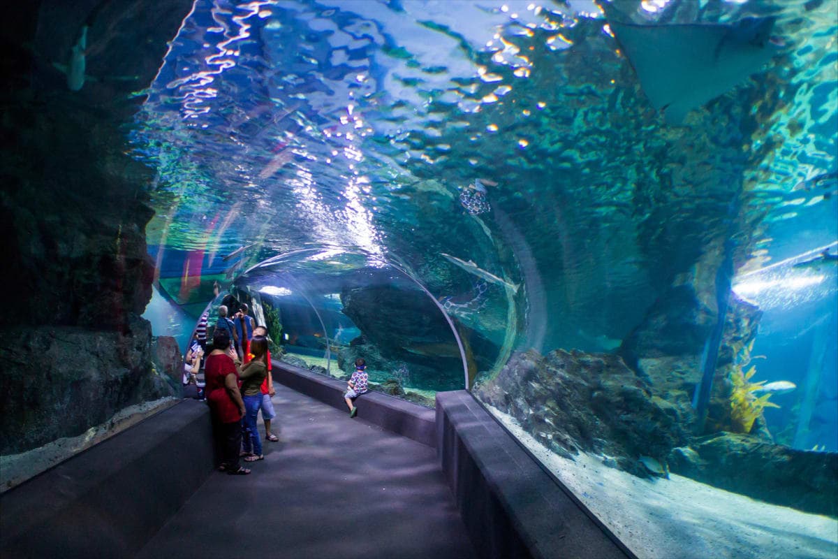 SEA LIFE Bangkok Shark Walk — child standing on transparent acrylic floor above sharks Bangkok Thailand