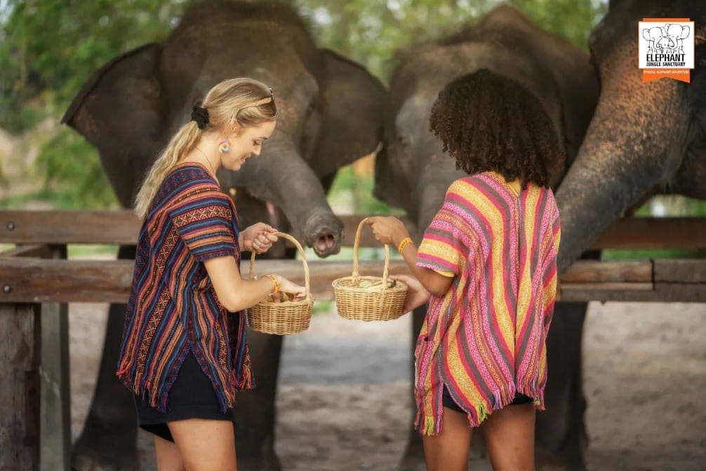 Visitor feeding rescued elephant by hand at Elephant Jungle Sanctuary Chiang Mai Mae Taeng Thailand