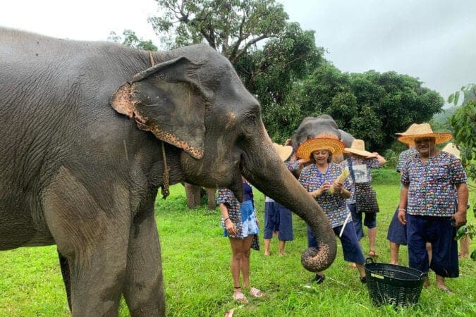 Visitor feeding elephant sugar cane by hand Kanta Elephant Sanctuary Mae Taeng Chiang Mai