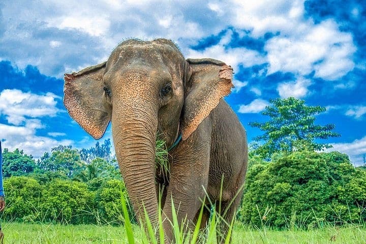 200-acre Mae Taeng Valley open land Kanta Elephant Sanctuary Chiang Mai Thailand 2026
