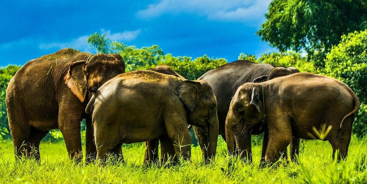 Mae Taeng Valley panoramic view from Kanta Elephant Sanctuary Chiang Mai Thailand