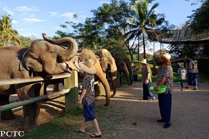 Visitor feeding rescued elephant bananas from basket Maerim Elephant Sanctuary Mae Rim Chiang Mai 2026