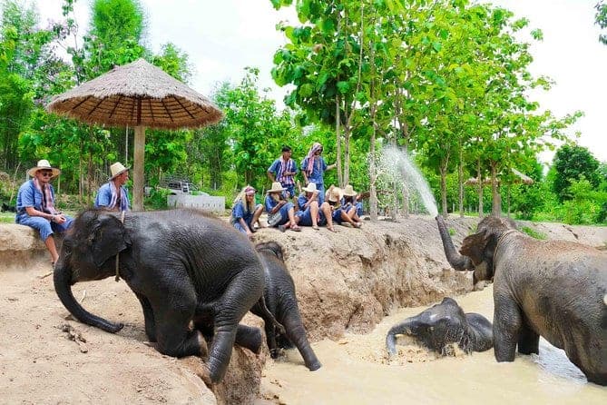 Guests walking with rescued elephants through Mae Rim jungle path at Maerim Elephant Sanctuary Chiang Mai Thailand