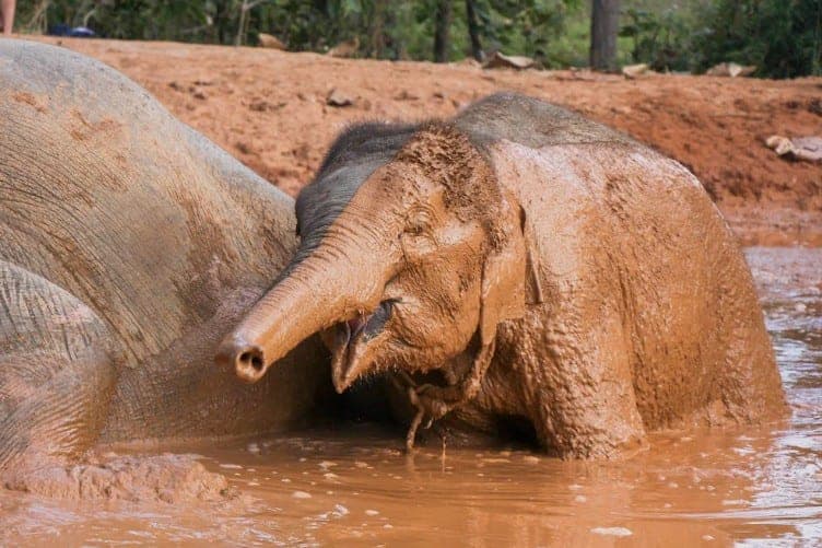 Elephant mud spa session Maerim Elephant Sanctuary Mae Rim Chiang Mai Thailand