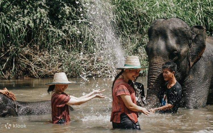 Bathing elephants in natural stream Maerim Elephant Sanctuary Mae Rim Chiang Mai Thailand