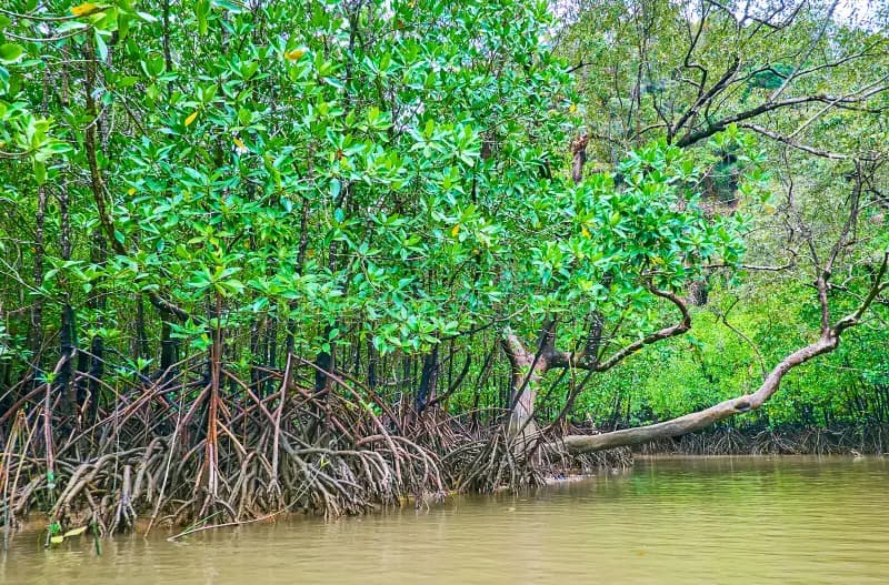 Talu Island mangrove canoeing Amazing Canoeing paddle staff guide Phang Nga Bay