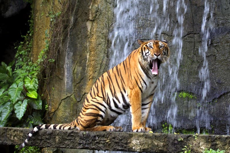 Tiger resting in the Cats Complex Park at Khao Kheow Open Zoo