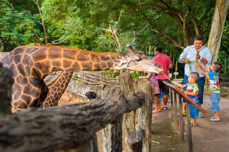 Visitor hand-feeding a giraffe from the elevated platform at Khao Kheow Open Zoo