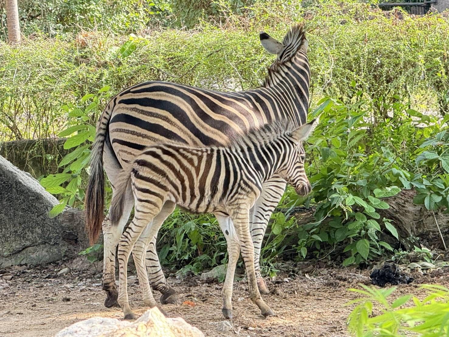 Zebras and deer grazing across the open hillside range at Khao Kheow Open Zoo