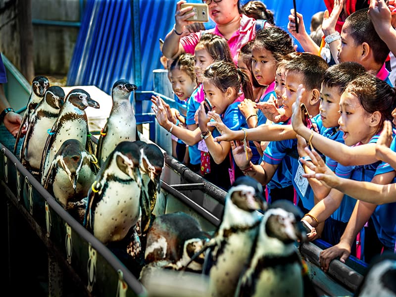Penguin parade walking past visitors at Khao Kheow Open Zoo