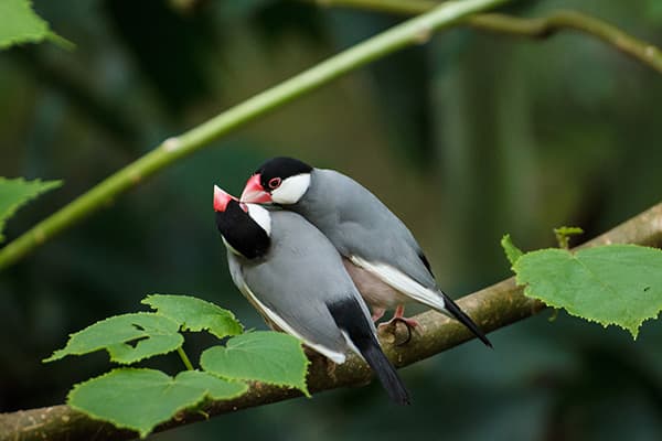 Walk-through aviary with free-flying birds at Khao Kheow Open Zoo