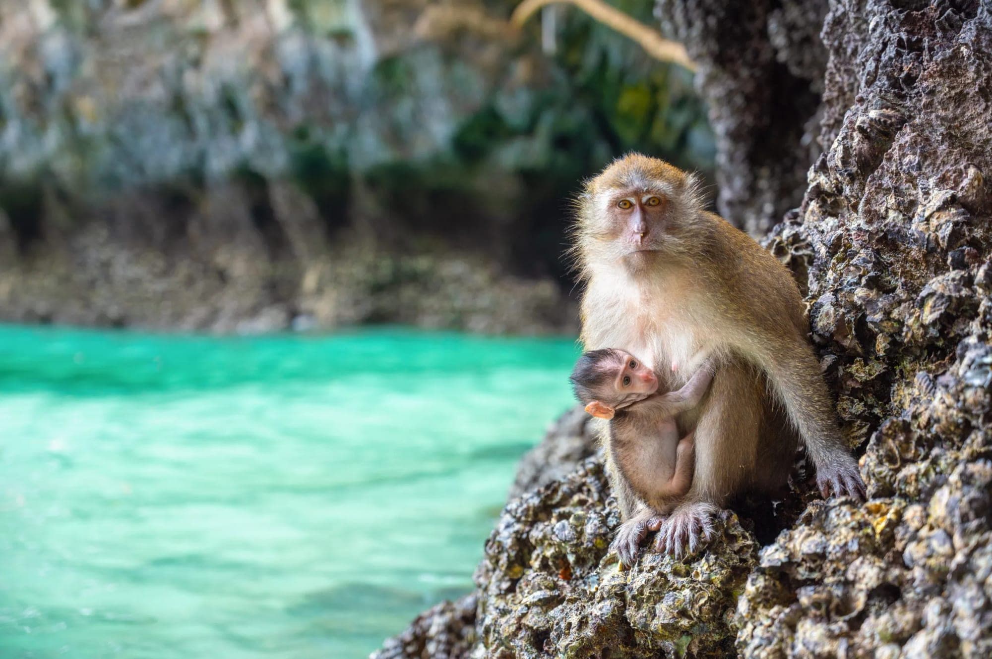 Monkey Beach Phi Phi Don wild macaque view from speedboat Thailand