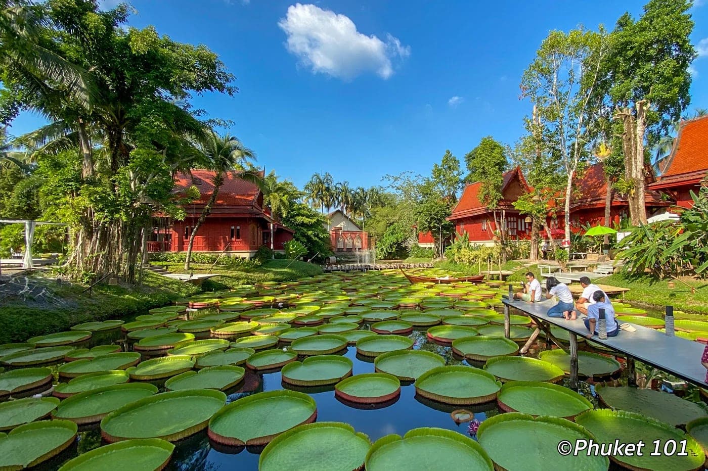 Ma Doo Bua cafe giant Victoria lotus lily pads Phuket Thailand photo stop