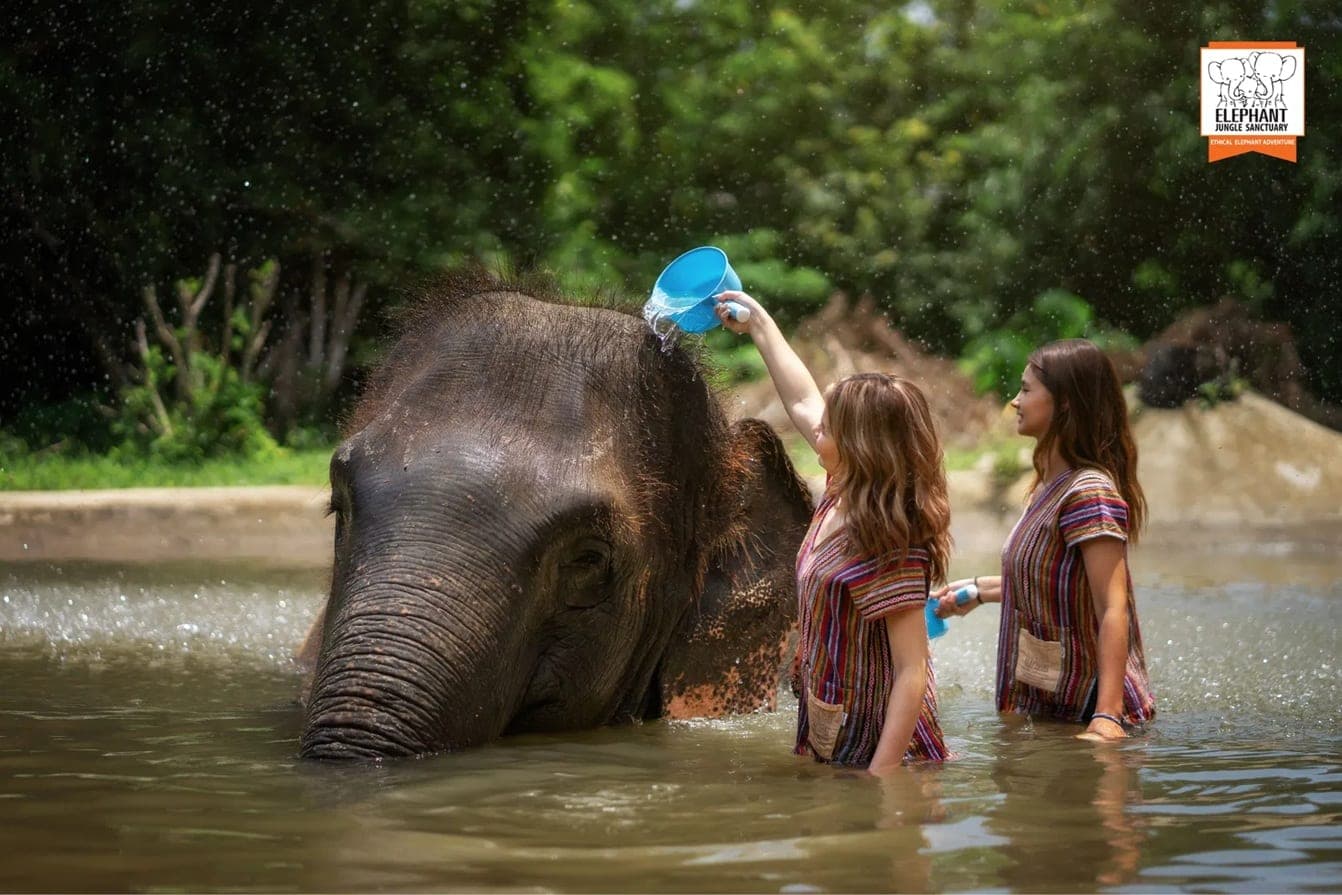 Guests bathing and pouring water over a rescued elephant at Elephant Jungle Sanctuary