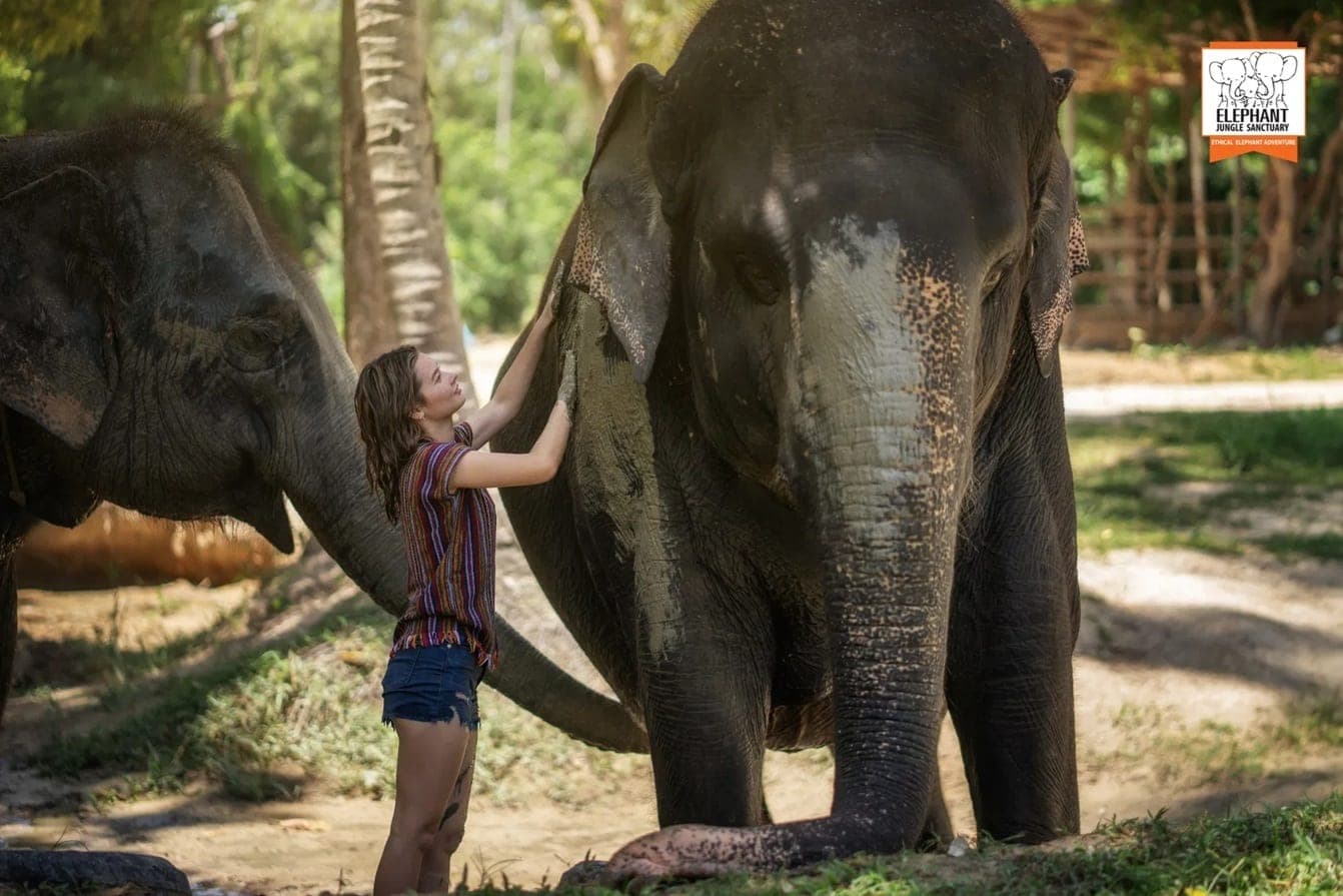 Guest applying mud to a rescued elephant during the mud spa at Elephant Jungle Sanctuary