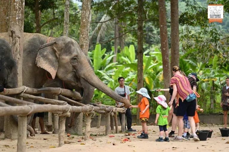 Family with young children hand-feeding gentle rescued elephants at the ethical no-riding sanctuary