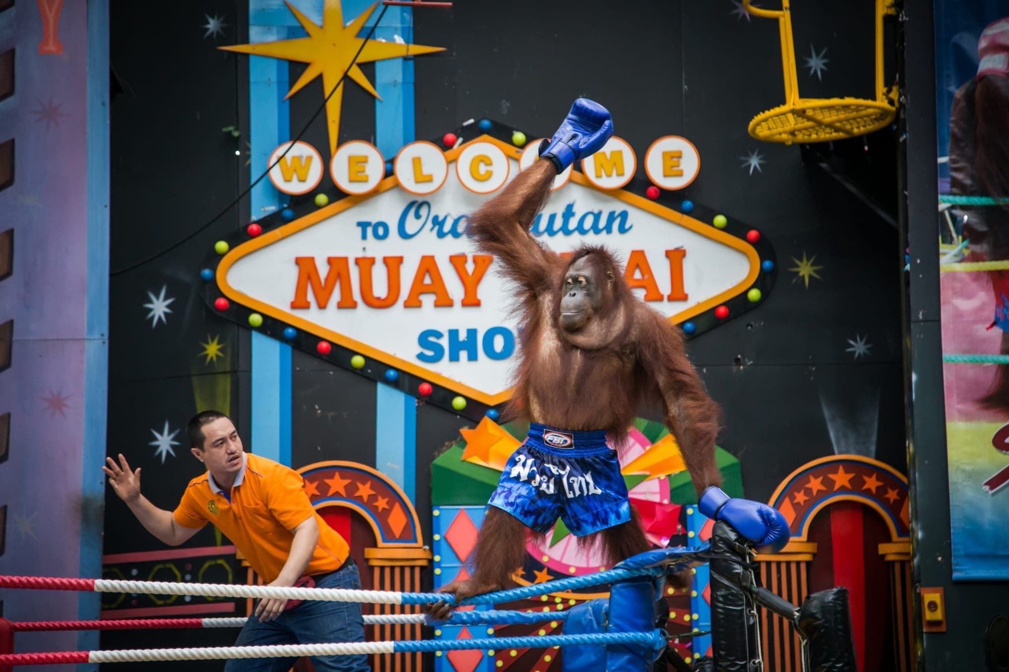 Orangutan show Safari World Bangkok Marine Park — runs once on weekdays at 10:20 AM